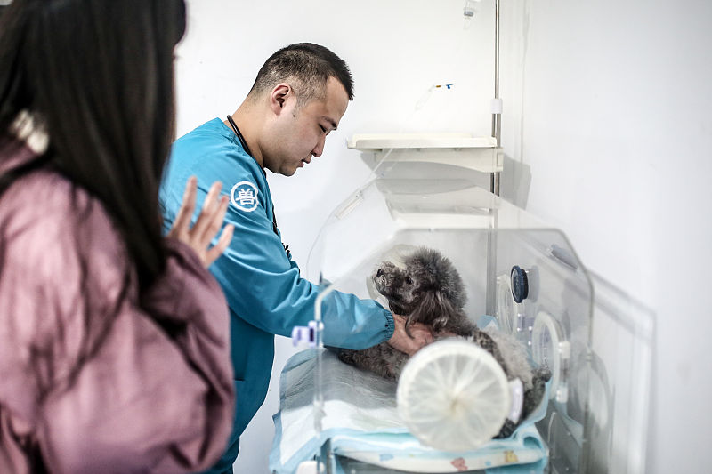 “犬瘟热”是狗生的一个坎，熬过去就赢了熬不过去就输了