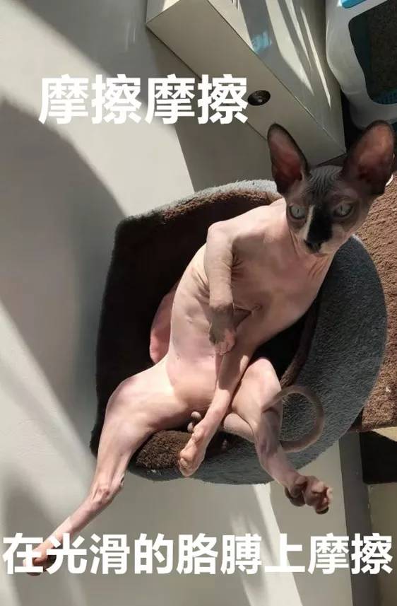 无毛猫的日常生活，带你走近神秘的无毛猫，想养一只吗？