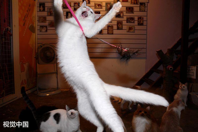 猫咪遛弯注意四个事情，趁现在春暖花开，带它们出去吧