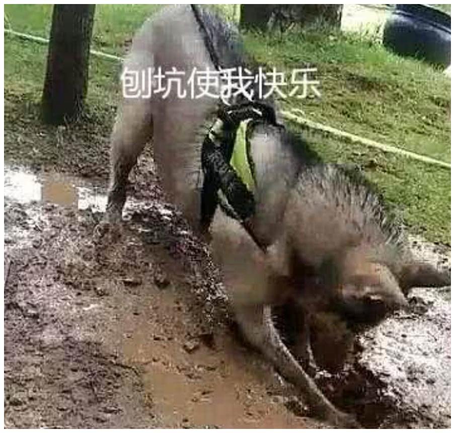 铲屎官着急上厕所, 把狗拴在栏杆上, 出来后的画面, 让他直接崩溃