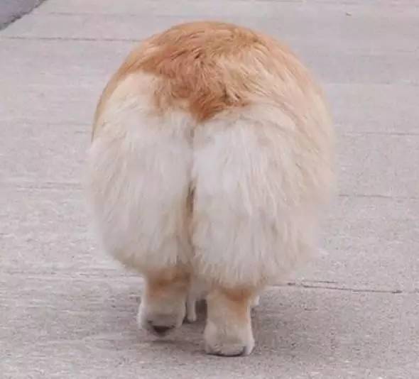 在我心里，这些才是中国最受欢迎的十种狗狗