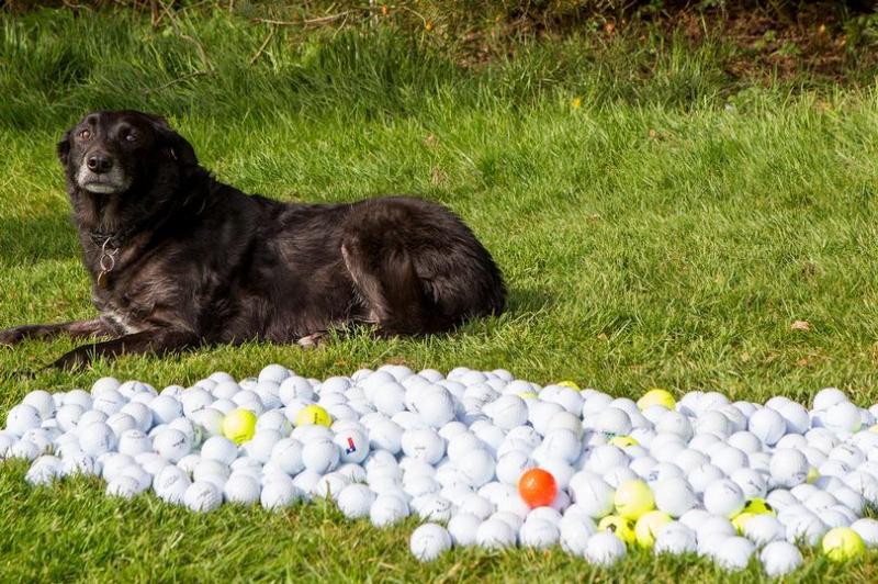 流浪狗帮90岁老人, 捡了15年的球, 最贵一颗价值高达20000元!