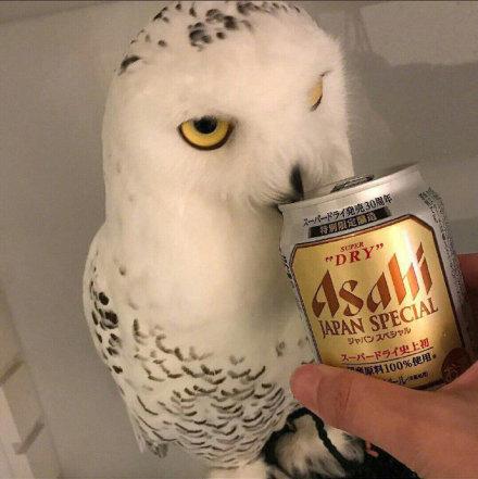 日本网友给宠物猫头鹰喝了啤酒以后 这家伙吓出一堆表情包