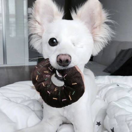 这只颜值超高的狗狗, 因缺少一只眼睛, 无人愿意领养