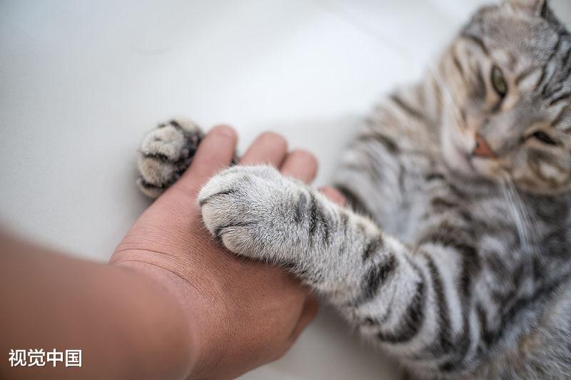 分析许多人喜欢猫，却没有养猫的原因，你属于哪一个？