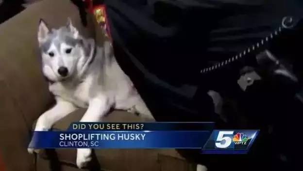 哈士奇又驚動民警了！細數哈士奇的罪狀