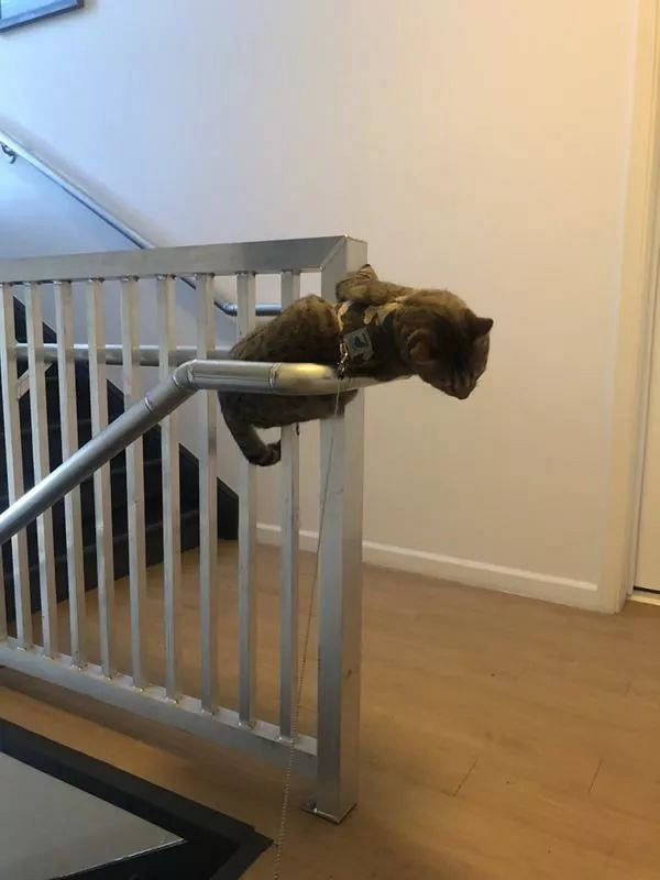 本想带猫咪遛个弯, 不料把猫给溜野了!