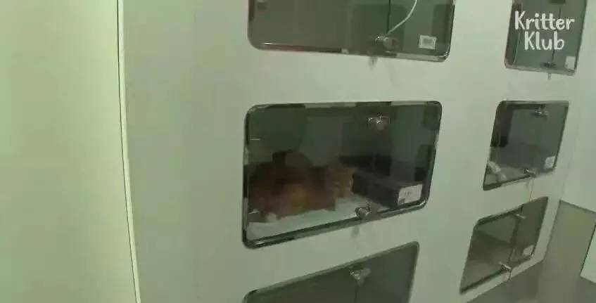 橘猫被遗弃后伤心不已，拒绝进食，暴瘦成纸片，幸好遇见了她