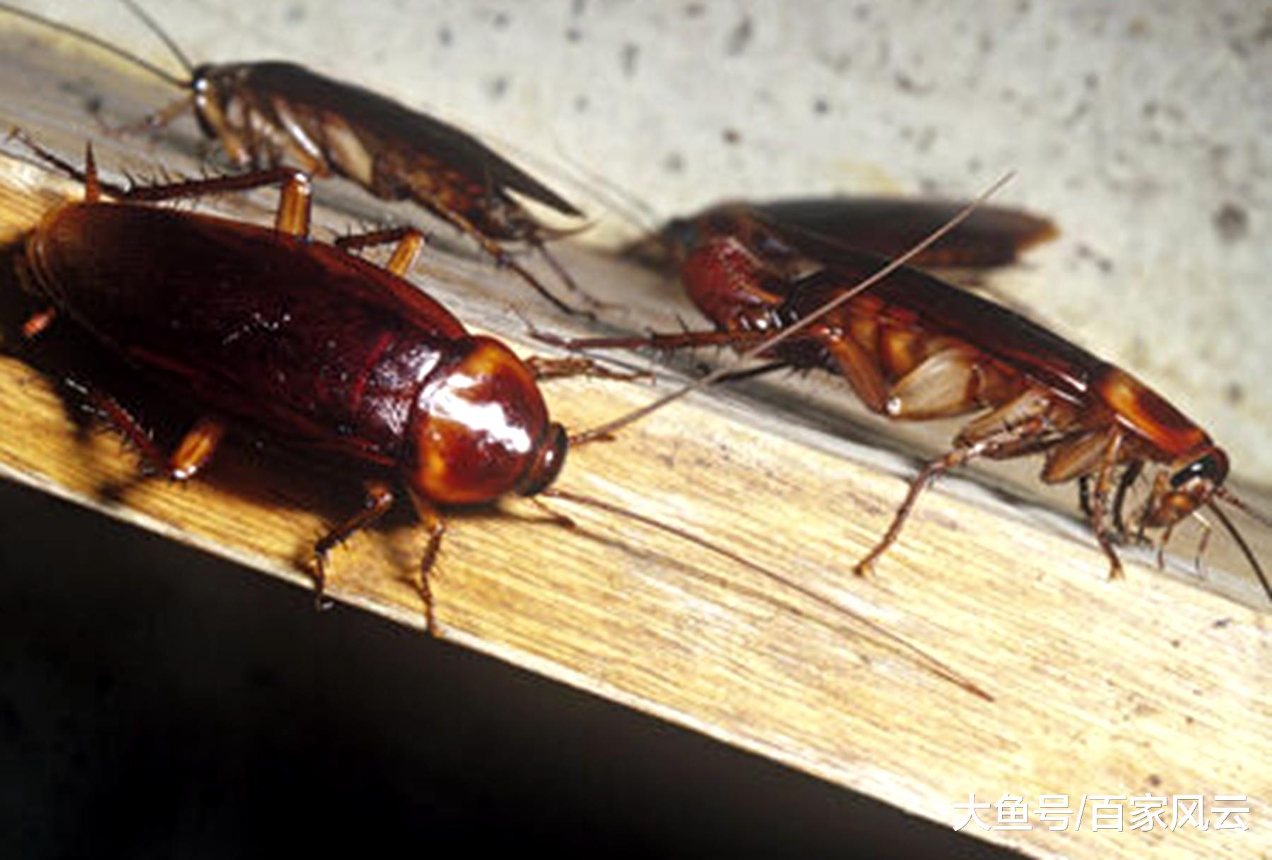 消灭蟑螂有以下三种方法1肥皂水在蟑螂频繁出现的地表或墙面涂倚