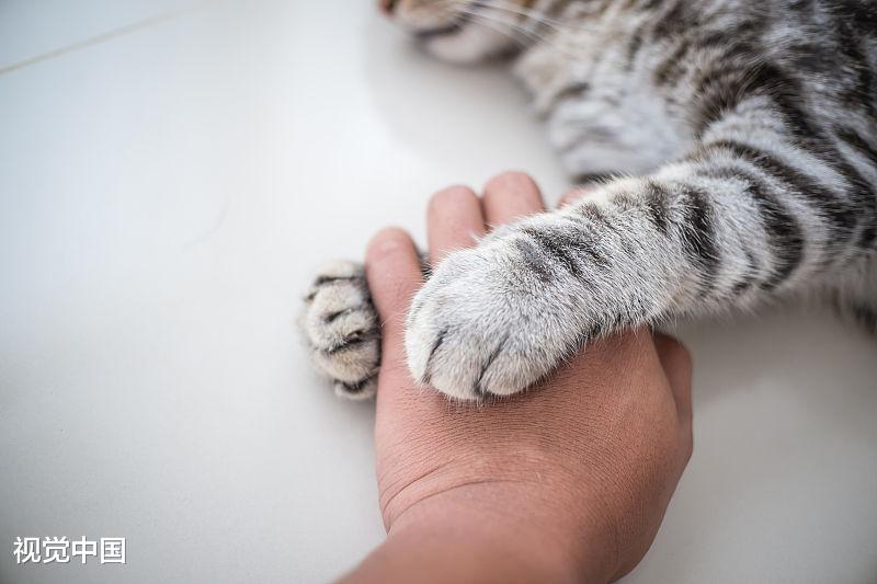 分析许多人喜欢猫，却没有养猫的原因，你属于哪一个？