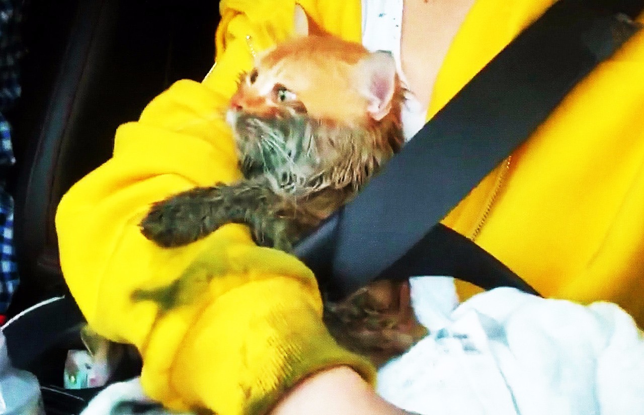 铲屎官悬赏10万找橘猫，顿时引起网友热议，最后消息却让网友崩溃