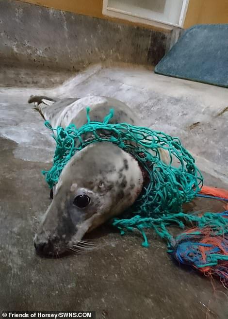 海豹躺在沙滩上伤痕累累, 流下眼泪, 图片揭示了真相