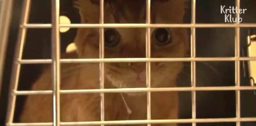 橘猫被遗弃后伤心不已，拒绝进食，暴瘦成纸片，幸好遇见了她