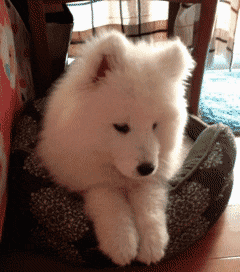 在我心里，这些才是中国最受欢迎的十种狗狗