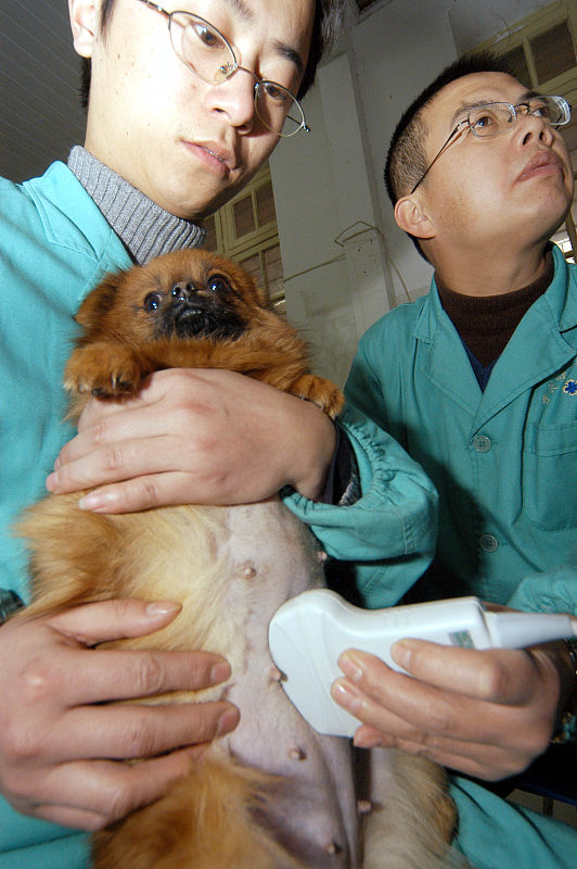 “犬瘟热”是狗生的一个坎，熬过去就赢了熬不过去就输了