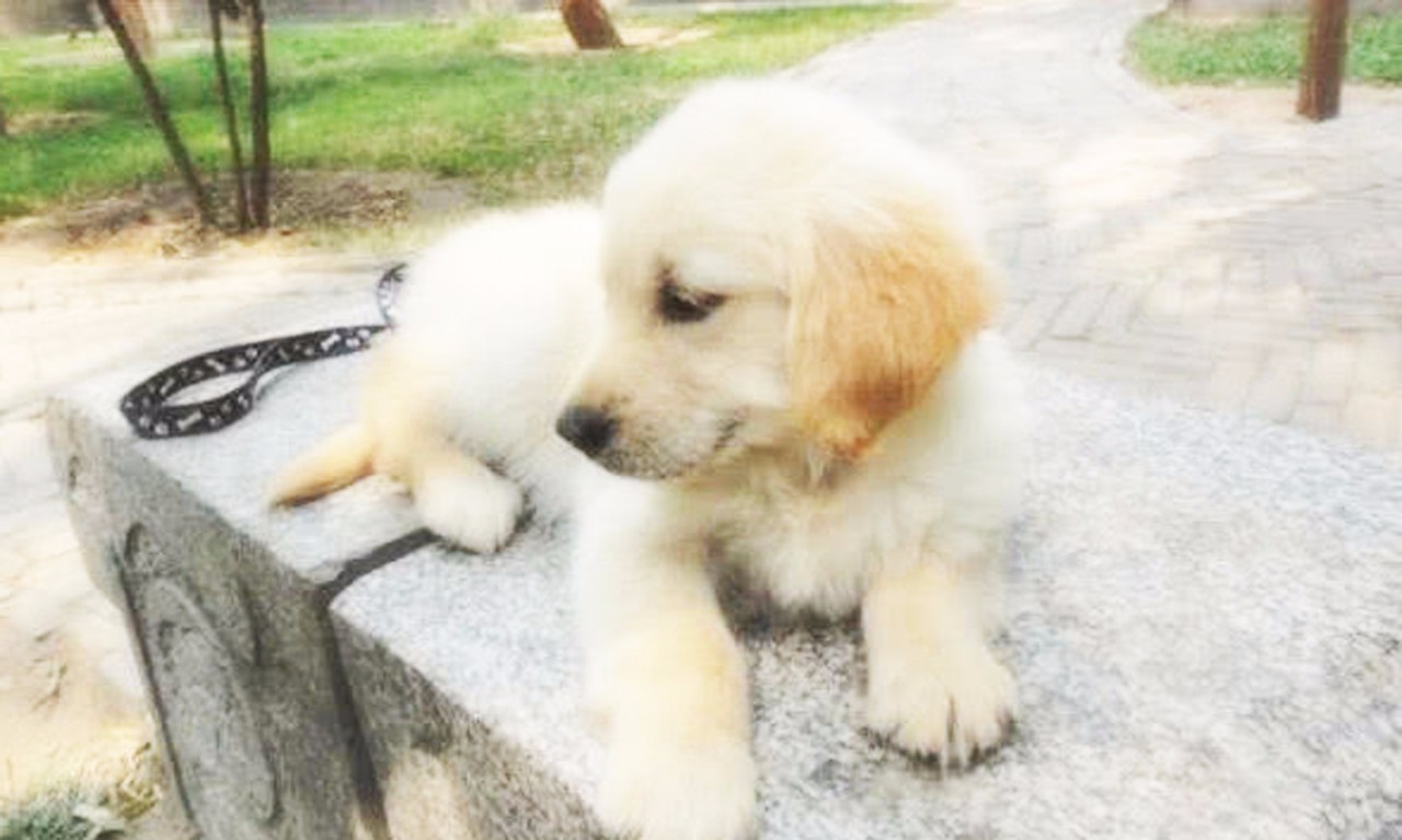 如何分辨网络热议的“星期狗”？懂这3点，就能避免卖家的圈套！