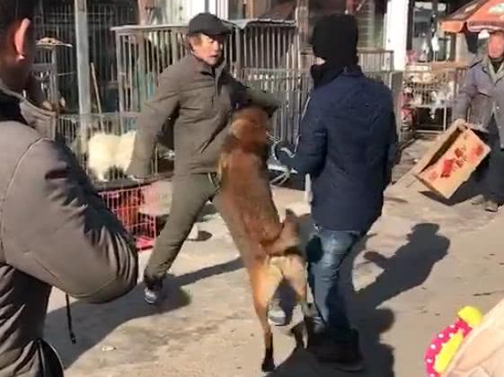 小偷踢狗狗, 狗狗只是吼叫警告, 但当小偷打它主人时, 却差点出事