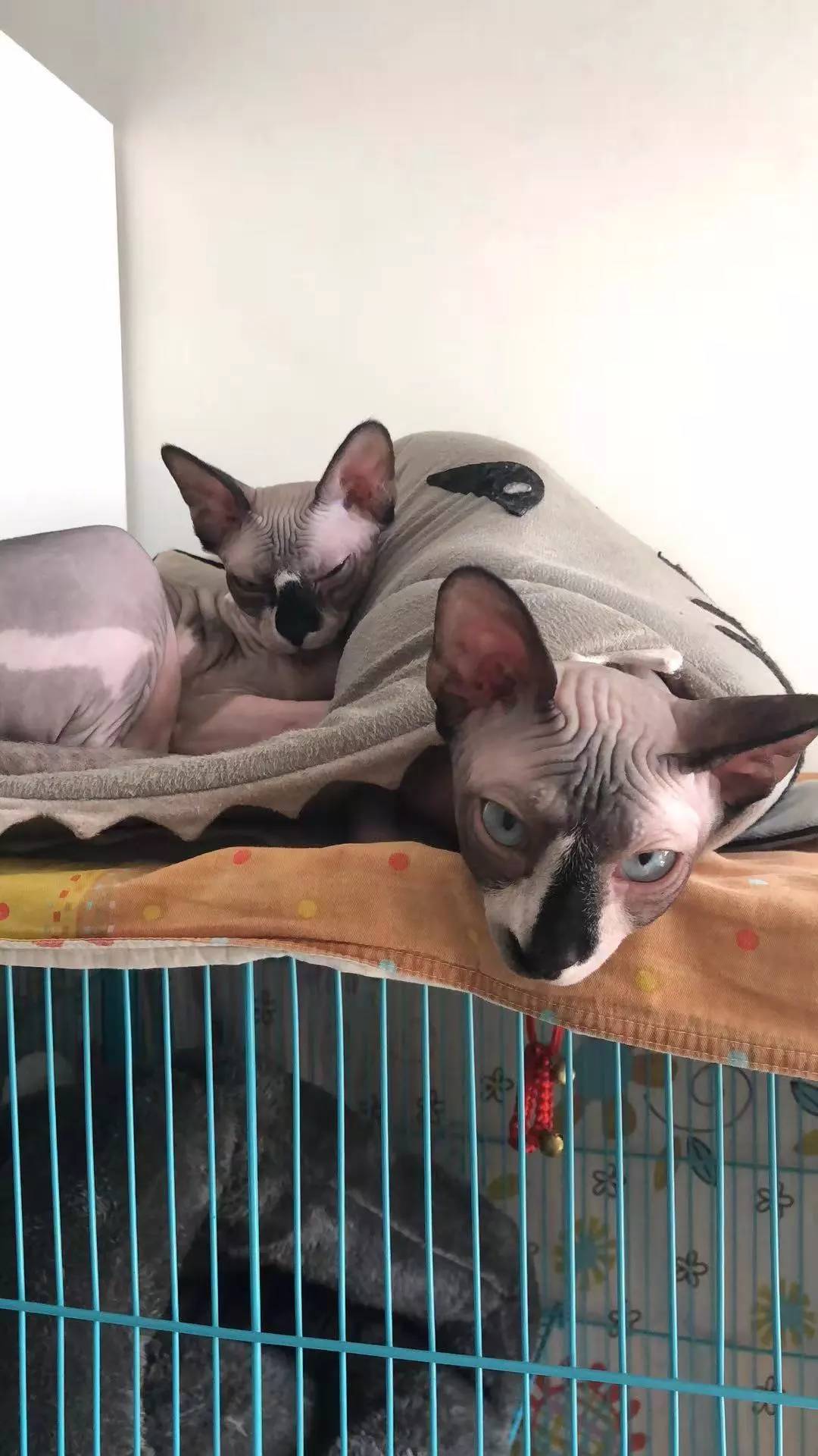 无毛猫的日常生活，带你走近神秘的无毛猫，想养一只吗？