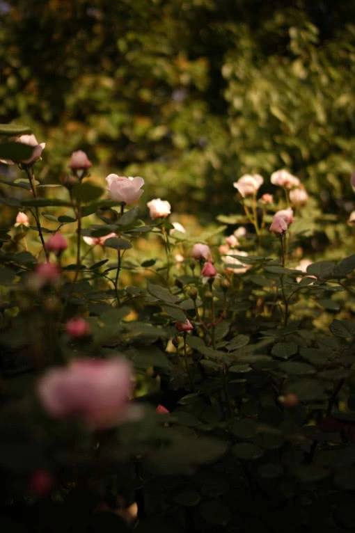 想要一个带露台的房子，装修成屋顶花园，闹中取静惬意极了！