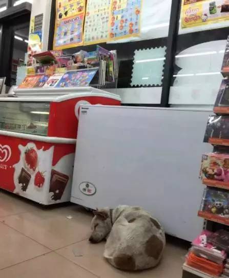流浪狗在超市門口蹭冷氣，被自動門反復卡住不動彈