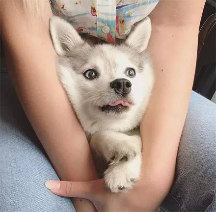 哈士奇和博美生下的孩子，長大后竟變成這樣子，美哭了...