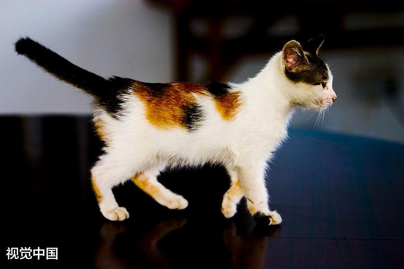 猫咪尾巴的这些作用，铲屎官都知道吗？现在了解还不晚