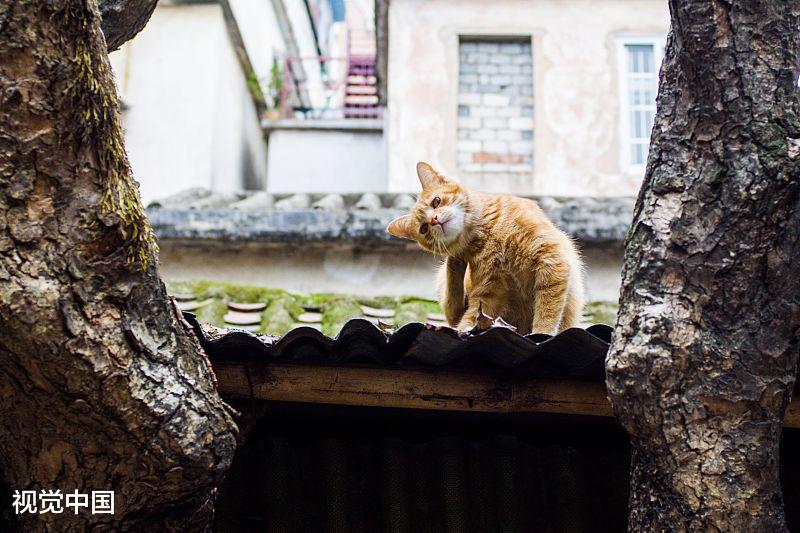 分析许多人喜欢猫，却没有养猫的原因，你属于哪一个？