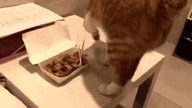 猫：我家铲屎的没点别的爱好，就是爱吃屎！