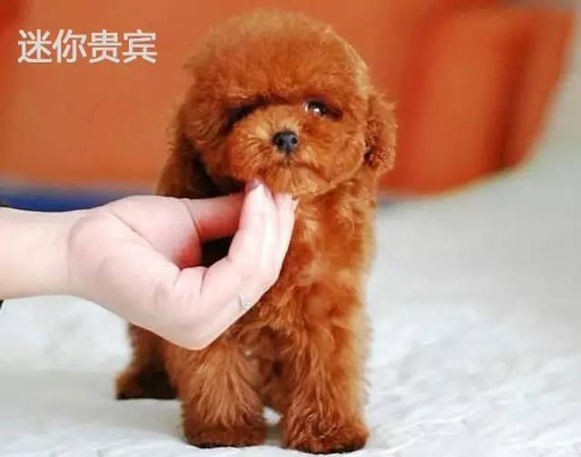 在我心里，这些才是中国最受欢迎的十种狗狗