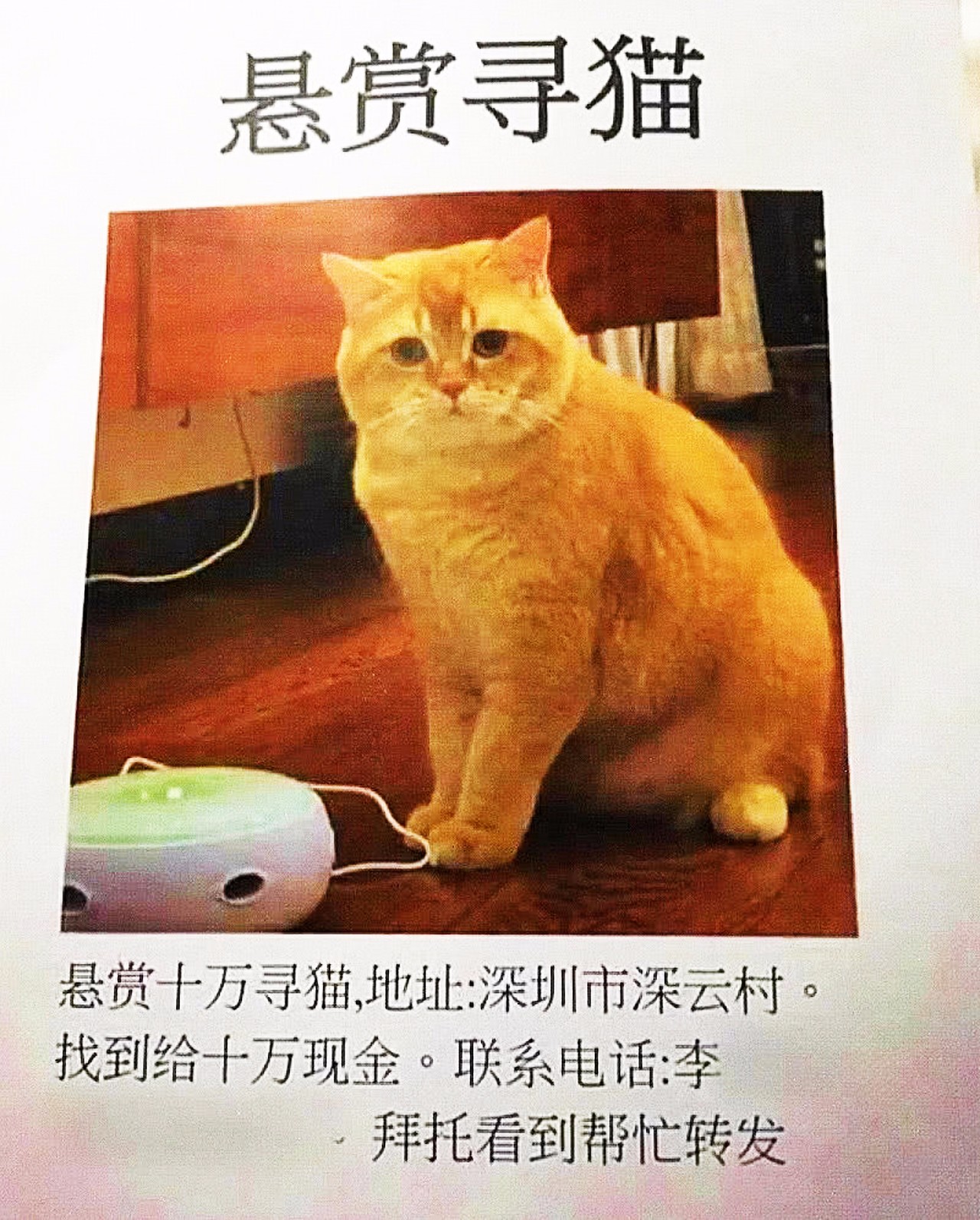 铲屎官悬赏10万找橘猫，顿时引起网友热议，最后消息却让网友崩溃