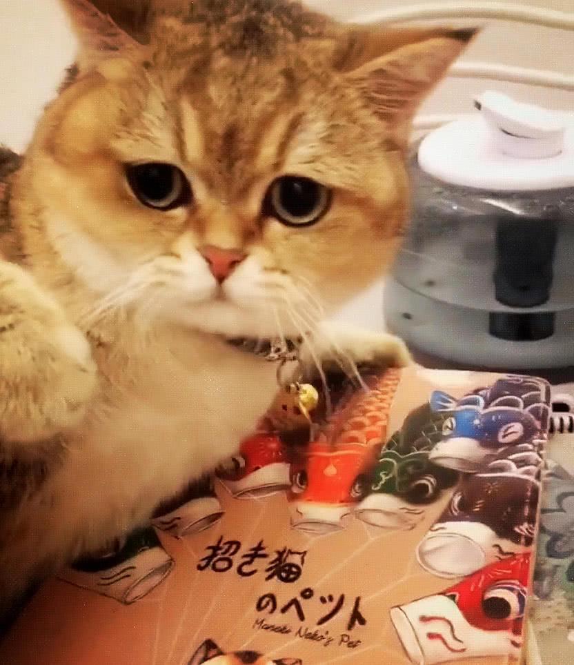 橘猫天天啃iPad后壳, 以为它异物癖, 抢过来一看, 直接笑喷了!
