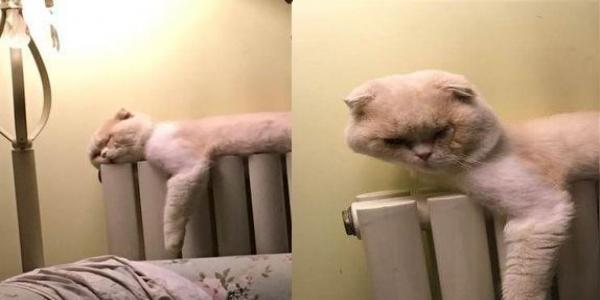 猫主子睡觉醒来, 发现脸都睡扁了, 正觉得尴尬的时候, 引起奴才开