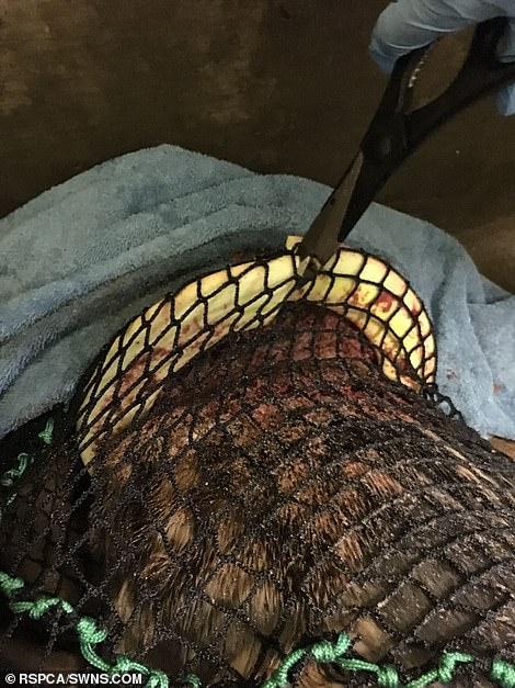 海豹躺在沙滩上伤痕累累, 流下眼泪, 图片揭示了真相