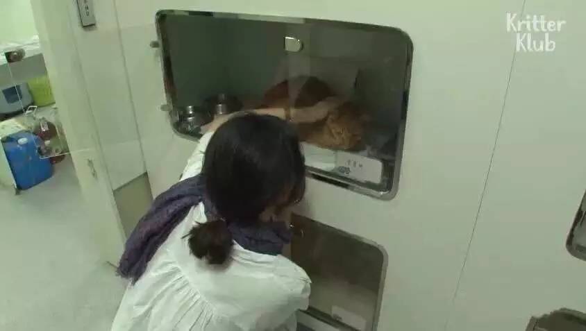 橘猫被遗弃后伤心不已，拒绝进食，暴瘦成纸片，幸好遇见了她