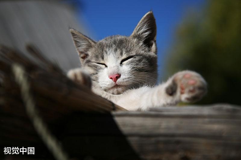 猫咪遛弯注意四个事情，趁现在春暖花开，带它们出去吧