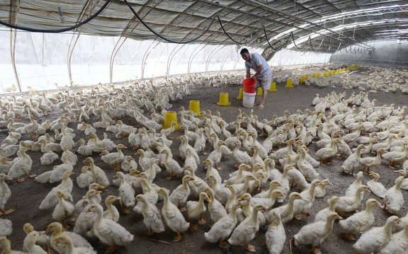 夏天肉鸭吃料慢，增料慢，吃不够数怎么办？