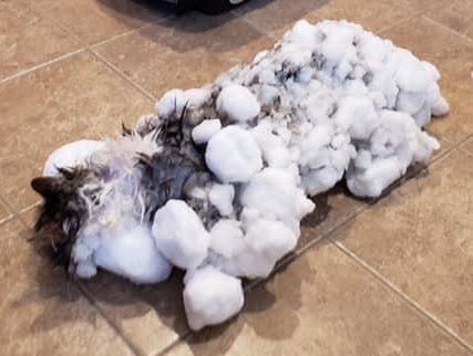失蹤3天的貓，在-8℃雪山下被發現后“死而復生”，網友：神了
