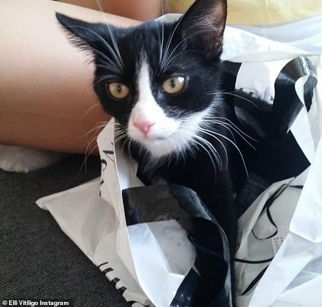 美女農場領回來一只黑貓，養了2年后，噩夢開始了