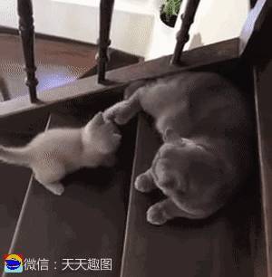 萌宠：看来“夫妻相”这事，在猫狗的世界里也有