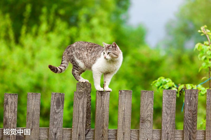 分析许多人喜欢猫，却没有养猫的原因，你属于哪一个？