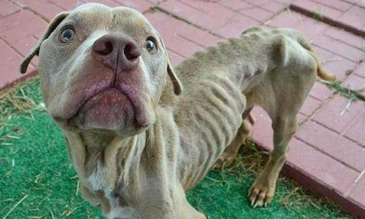 比特犬被人锁在铁笼, 从50斤饿成10斤, 路都走不了, 画面让人气愤