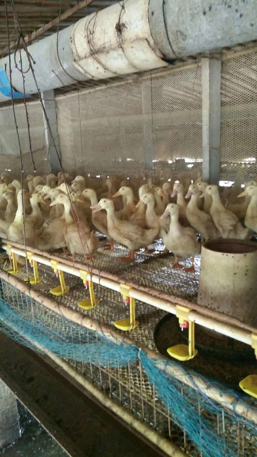 合同鸭养殖利润不可忽视的六个细节管理