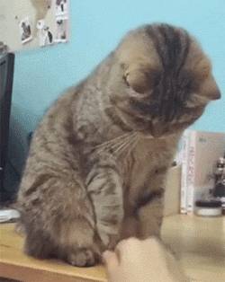 猫咪的神经质的确名不虚传
