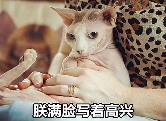 无毛猫的日常生活，带你走近神秘的无毛猫，想养一只吗？