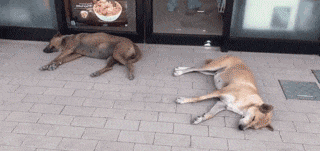 流浪狗在超市門口蹭冷氣，被自動門反復卡住不動彈