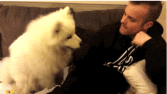 在我心里，这些才是中国最受欢迎的十种狗狗