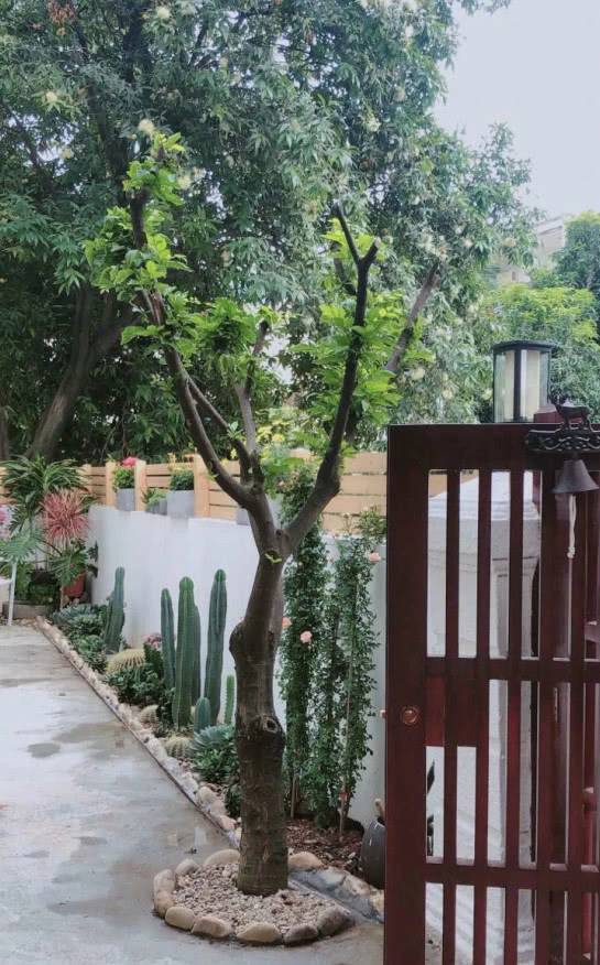 等我们老了，就买个院子吧！养花晒太阳，这么温馨都不想出门了！