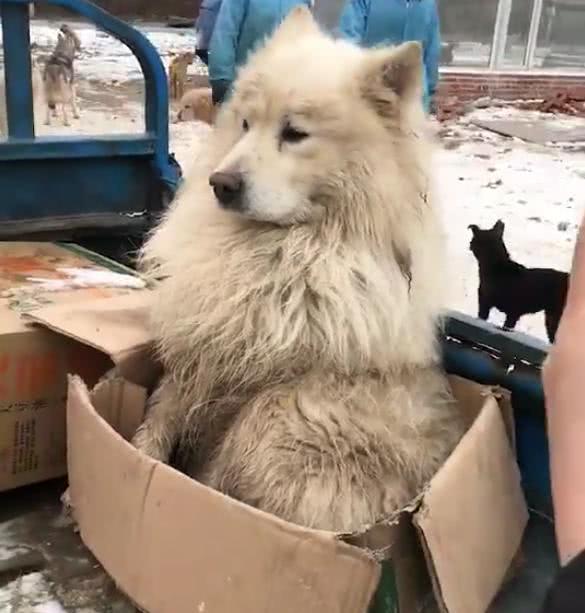 萨摩耶躲进纸箱求收养, 微笑天使都没了微笑, 它经历了多少伤心