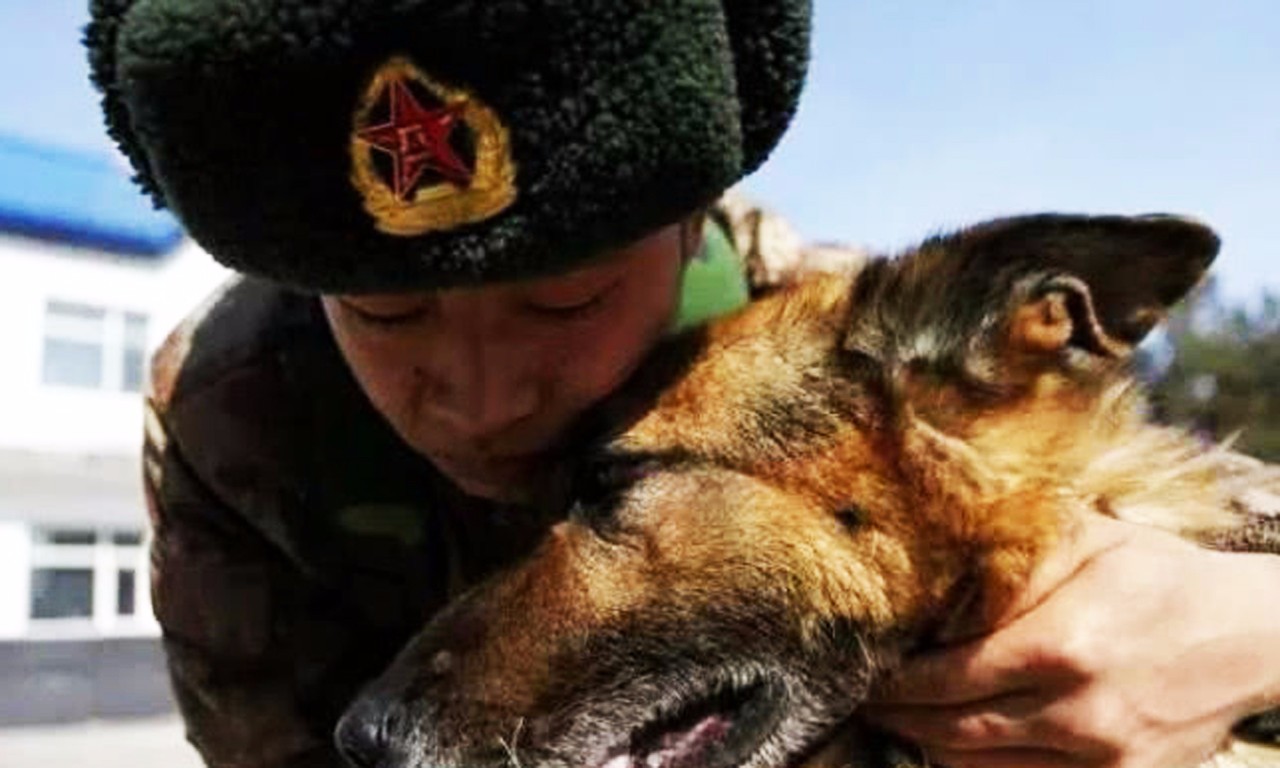 为什么军犬永远不选土狗？看完后才发现，还好没选土狗！