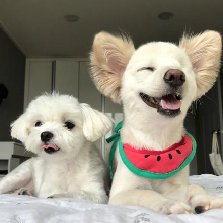 这只颜值超高的狗狗, 因缺少一只眼睛, 无人愿意领养